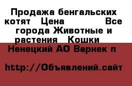 Продажа бенгальских котят › Цена ­ 20 000 - Все города Животные и растения » Кошки   . Ненецкий АО,Варнек п.